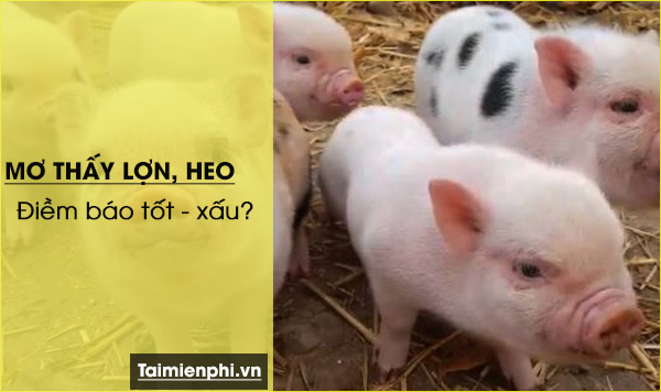 Nằm mơ thấy lợn, heo, đánh con số gì? Điềm báo gì?