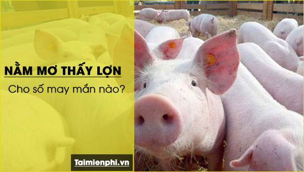 Nằm mơ thấy lợn, heo, đánh con số gì? Điềm báo gì?