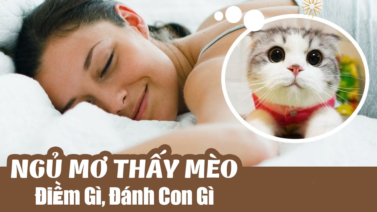 Mơ thấy con mèo là điềm gì? Mơ thấy mèo đánh con gì ?