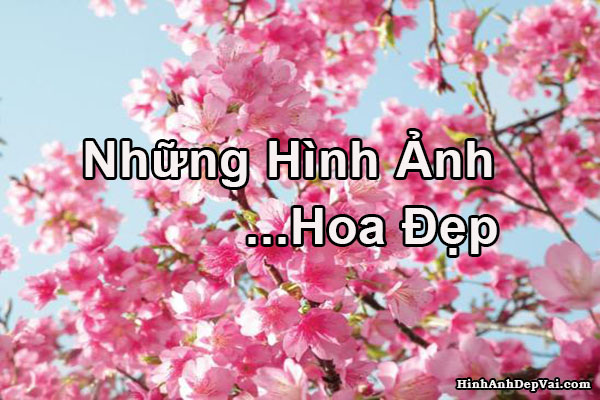 Chia sẻ 93+ hình avatar hoa đẹp dễ thương nhất