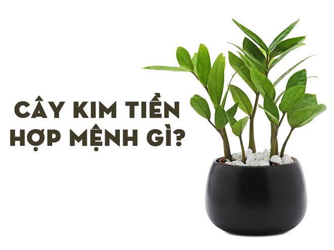 Cây Kim Tiền trong phong thủy: Hợp mệnh gì? Tuổi nào?