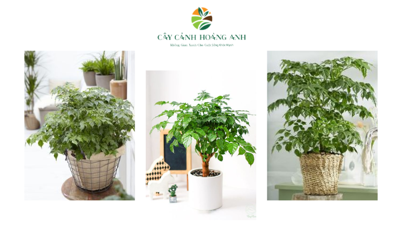 Cây Hạnh Phúc hợp tuổi gì, mệnh gì, cách bày trí đẹp