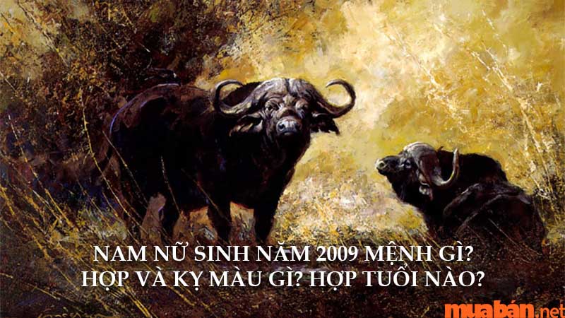 Nam nữ sinh năm 2009 mệnh gì? Hợp và kỵ màu gì? Hợp tuổi nào?