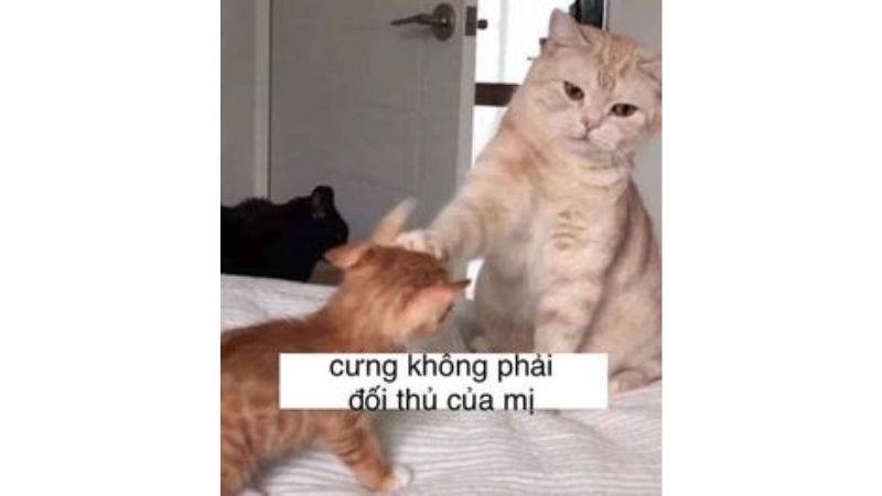 Tổng hợp 100 ảnh meme hài bựa, gây cười “bể bụng”