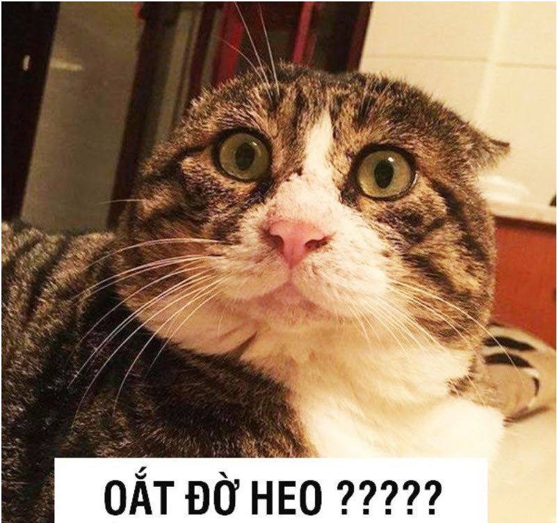 Tổng hợp meme bất lực cực hài hước