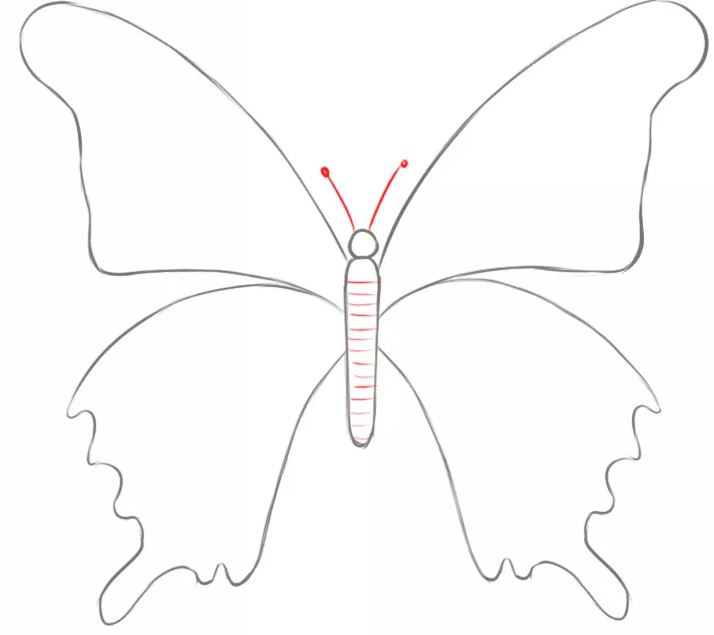 Tổng hợp các cách vẽ con Bướm đơn giản, đẹp nhất ai cũng “mê mẩn”