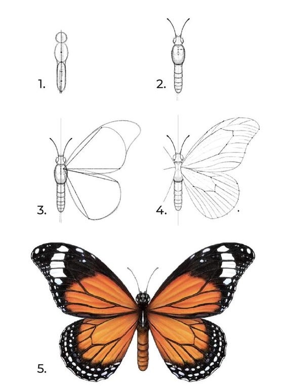 Tổng hợp các cách vẽ con Bướm đơn giản, đẹp nhất ai cũng “mê mẩn”