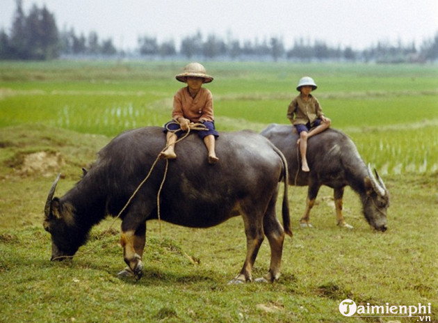 Bộ sưu tập hình nền về con trâu cho máy tính