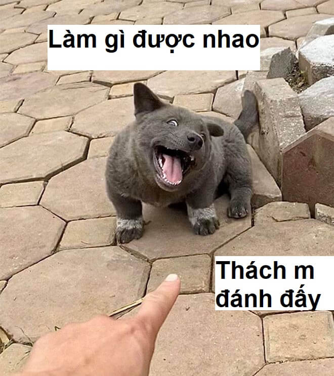 Tổng hợp 111+ meme cười đểu, vui nhộn, cười chảy nước mắt