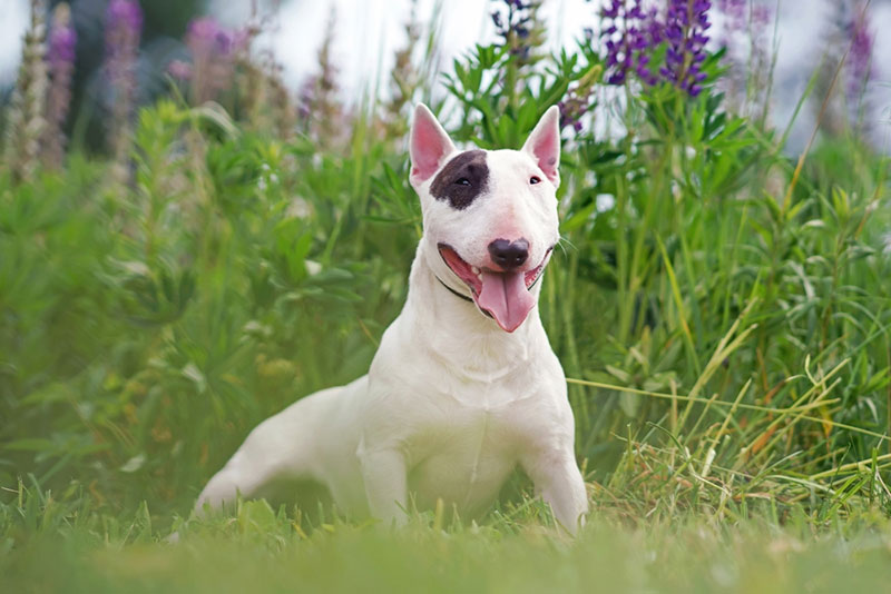 Chó mặt dài Bull Terrier - giống chó ngộ nghĩnh và dũng cảm