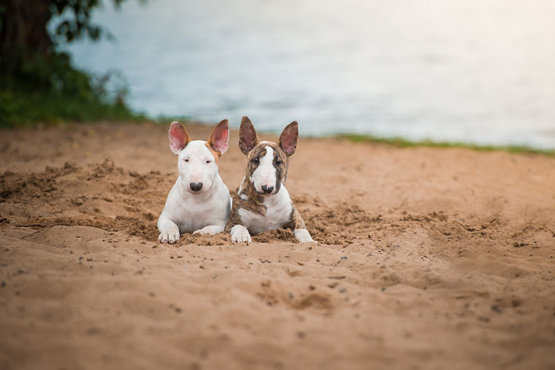 Chó mặt dài Bull Terrier - giống chó ngộ nghĩnh và dũng cảm