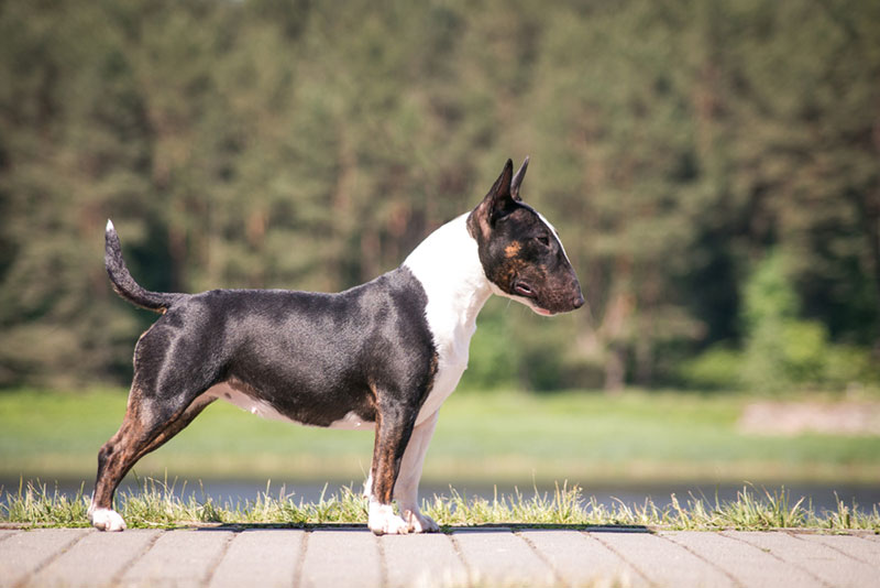 Chó mặt dài Bull Terrier - giống chó ngộ nghĩnh và dũng cảm