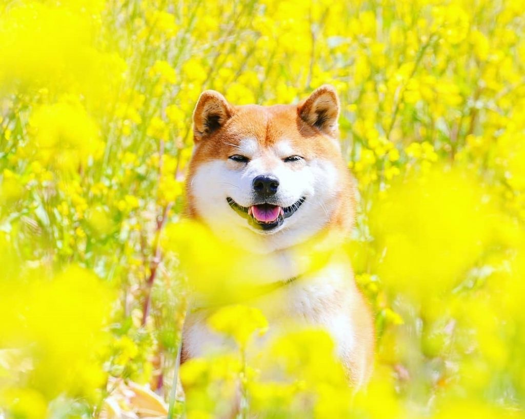 Tổng hợp 30+ Ảnh avatar chó Shiba siêu cute ngộ nghĩnh