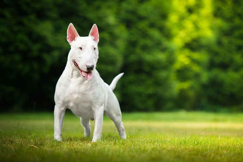 Chó mặt dài Bull Terrier - giống chó ngộ nghĩnh và dũng cảm