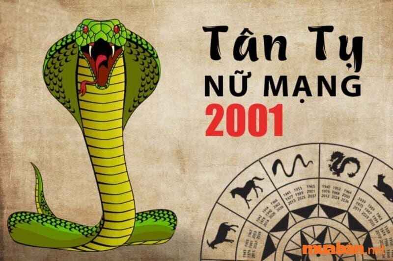 Tử vi tuổi Tỵ 2001 - Tử vi Tân Tỵ chi tiết trọn đời chính xác nhất 2023