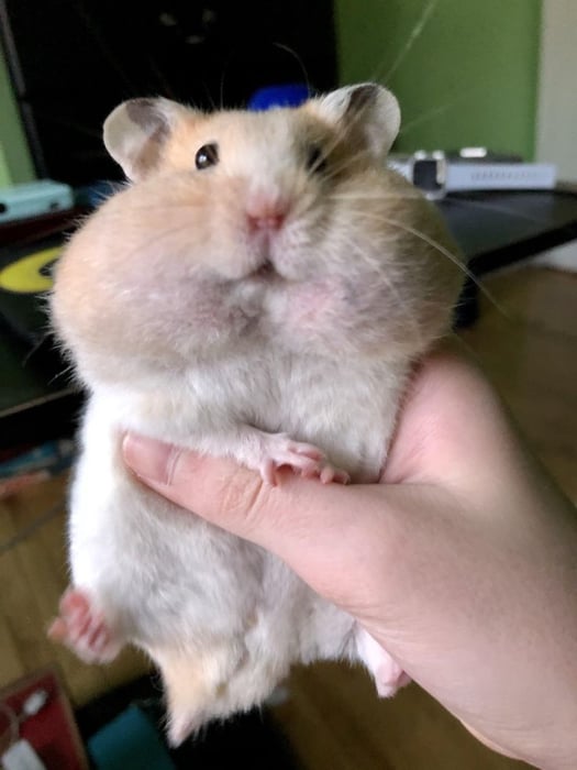 Bộ sưu tập meme chuột Hamster vui nhộn, dễ thương