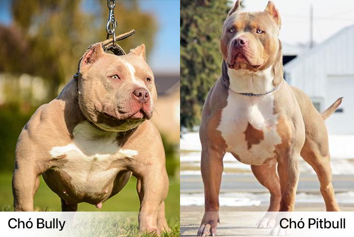 Chó Buly như anh em sinh đôi với Pitbull nhưng rất thân thiện