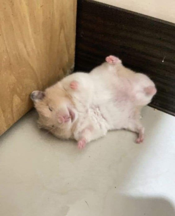 Bộ sưu tập meme chuột Hamster vui nhộn, dễ thương