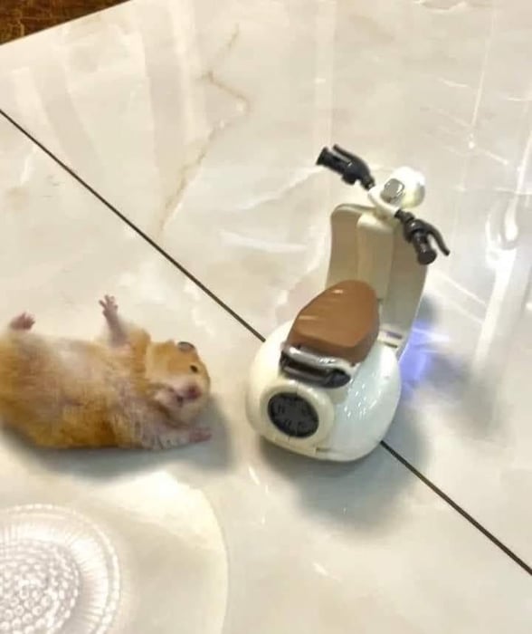 Bộ sưu tập meme chuột Hamster vui nhộn, dễ thương