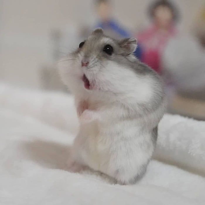 Bộ sưu tập meme chuột Hamster vui nhộn, dễ thương