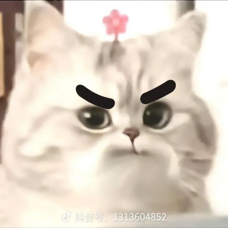 Trọn bộ ảnh Meme Mèo hài hước - Cat Meme bựa nhất (hình gốc)