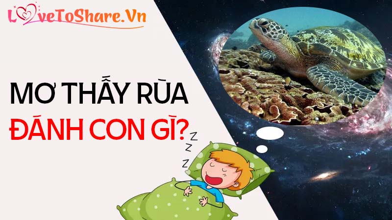 Mơ thấy rùa là điềm lành hay gở? Con rùa số mấy?