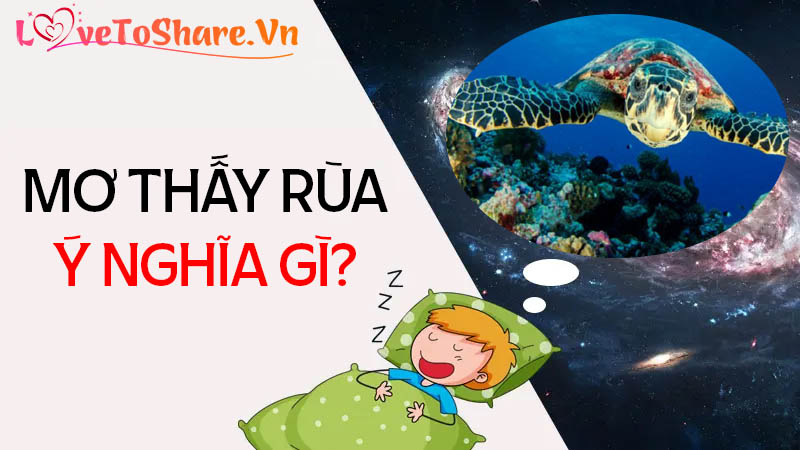 Mơ thấy rùa là điềm lành hay gở? Con rùa số mấy?